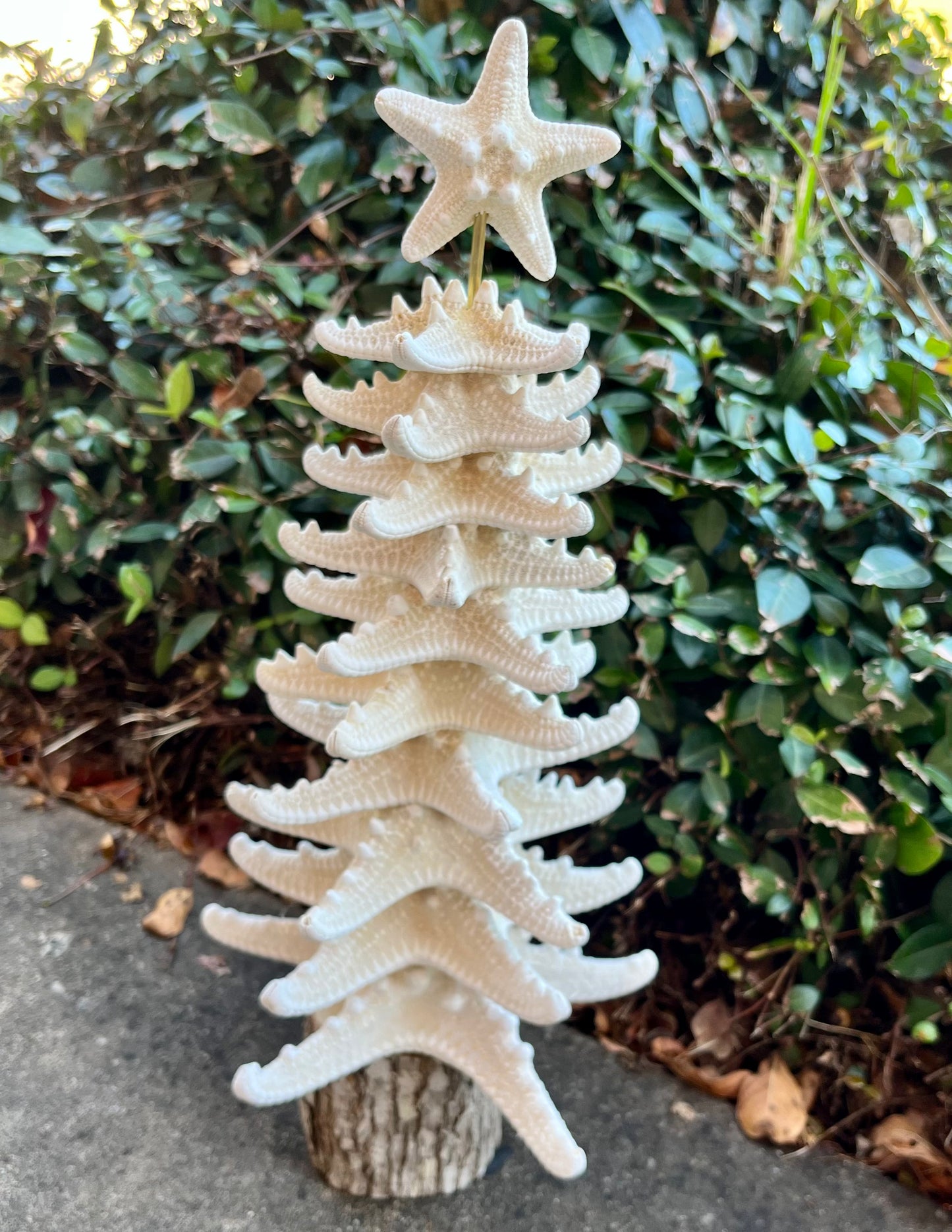 The Starfish Tree