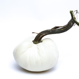 Hot Skwash Jumbo 11" Silk Velvet Pumpkin- Ivory