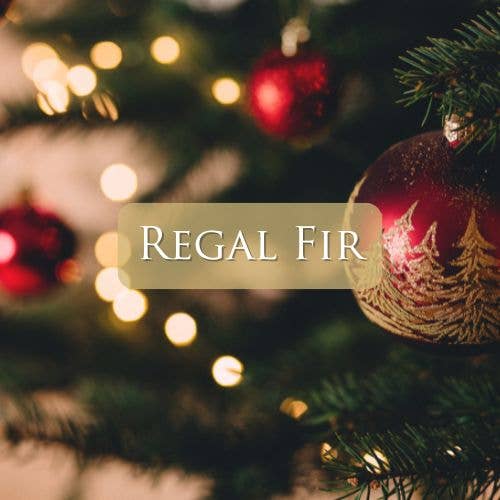 Regal Fir: 4 oz French Provincial